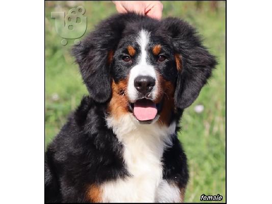 Ορεινός σκύλος Bernese